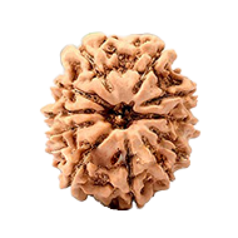 11 Face outlet Rudraksha